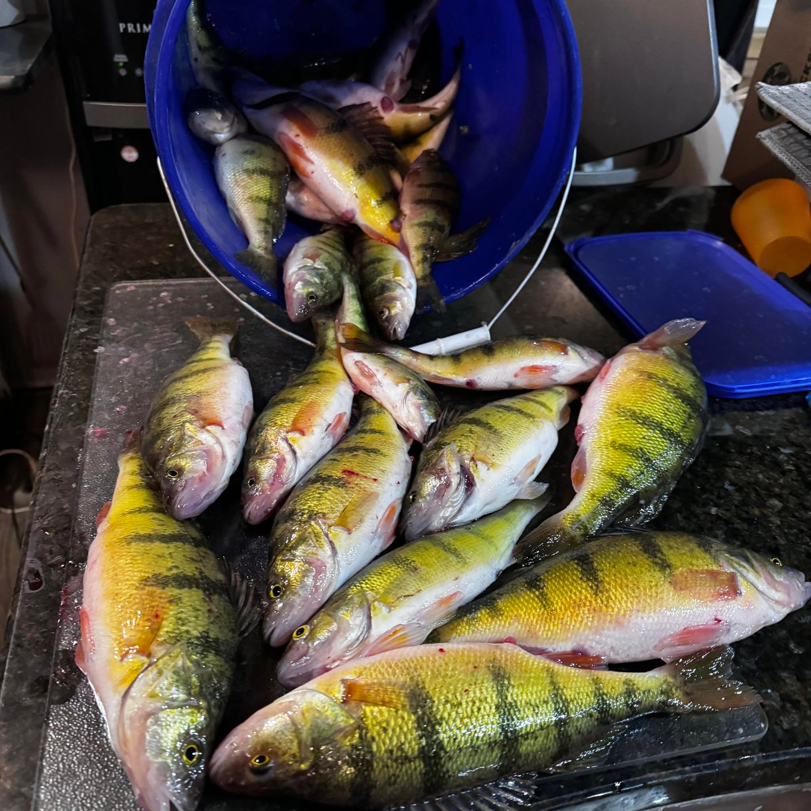 Last Mountain Lake Fishing Guides